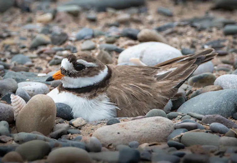 Bird sat in pebbles