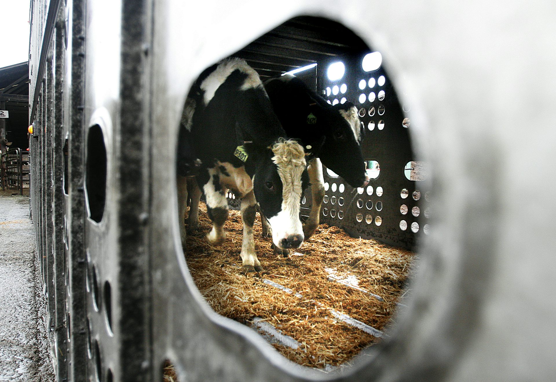 Chickens, ducks, seals and cows: a dangerous bird flu strain is ...