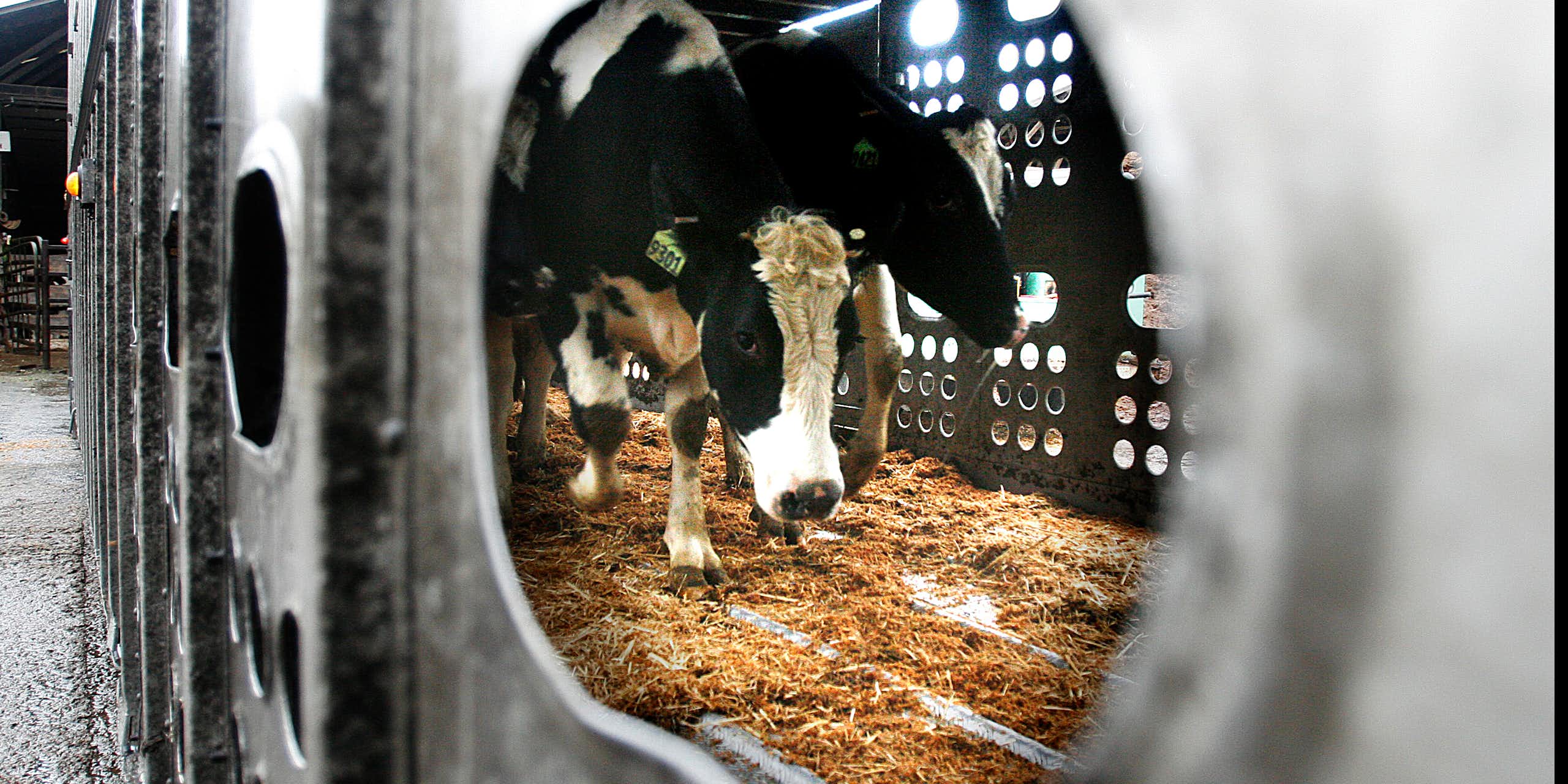 Peering through a window into a truck being loaded with dairy cows