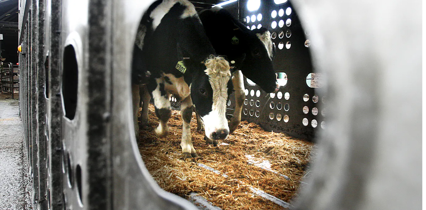 Chickens, ducks, seals and cows: a dangerous bird flu strain is ...