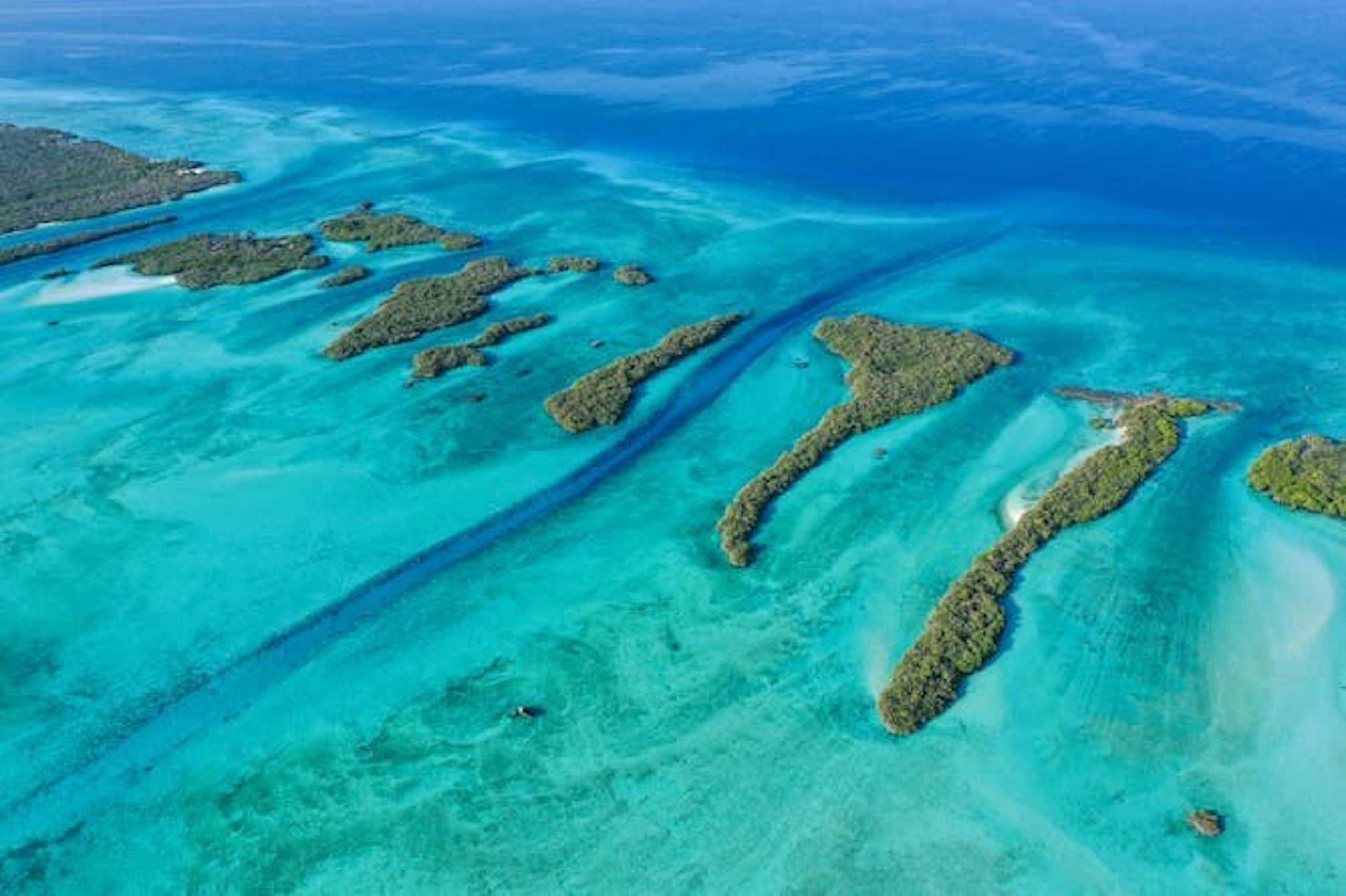 Seychelles : une nouvelle étude révèle que les bébés coraux flottants peuvent contribuer à la restauration des récifs endommagés