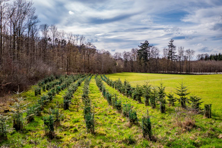 Young fir shoots in a clearing