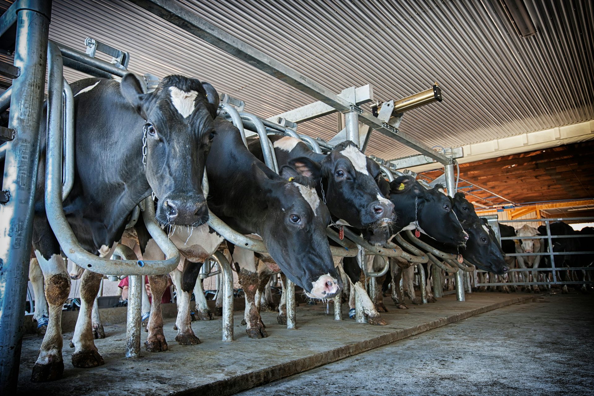 Cows on a farm in America.
