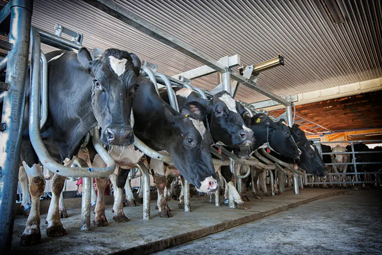 Cows on a farm in America.