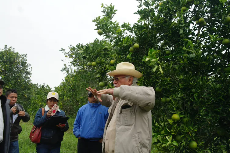 A group of people stand by a citrus tree.
