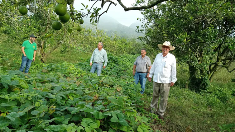 A group of men stand in a farm field.
