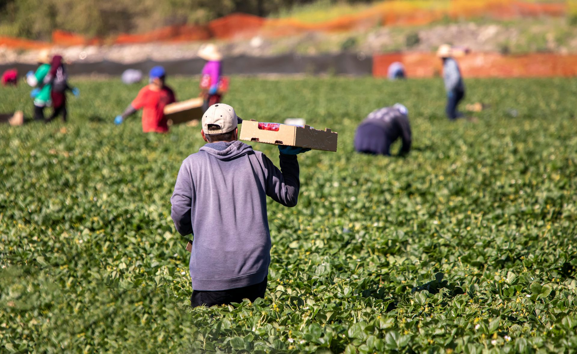 A farm worker holding palette of strawberries while standing in a field