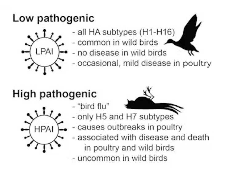 figure showing difference between low/high pathogenicity bird flu