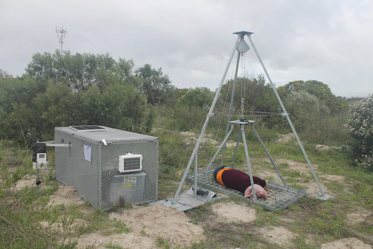 A metal rig photographed from a distance. There is a dead pig dressed in jeans and a sweater