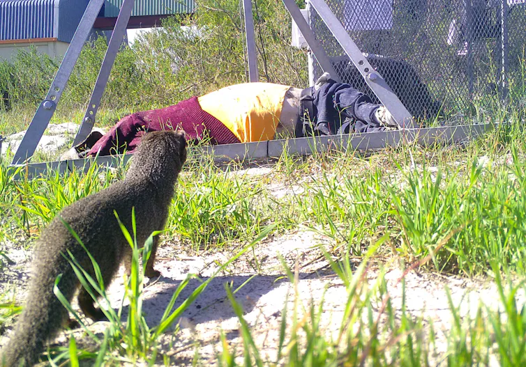 A small, slender dark brown animal looks at a clothed pig carcass