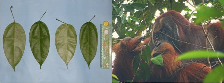 left: four leaves next to a ruler. right: an orangutan in a treetop