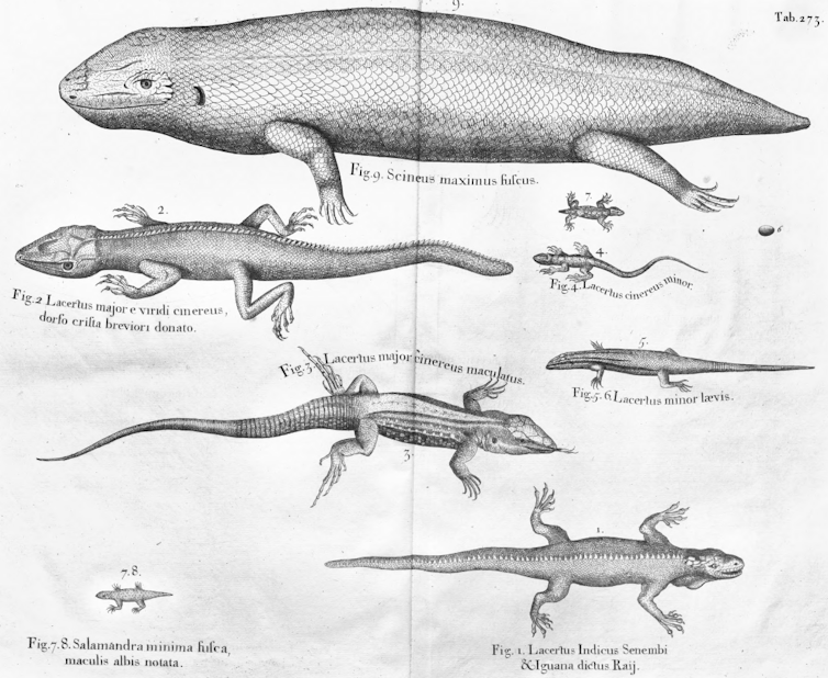 Drawings of lizards, from a colonial-era survey of Caribbean plants and animals.