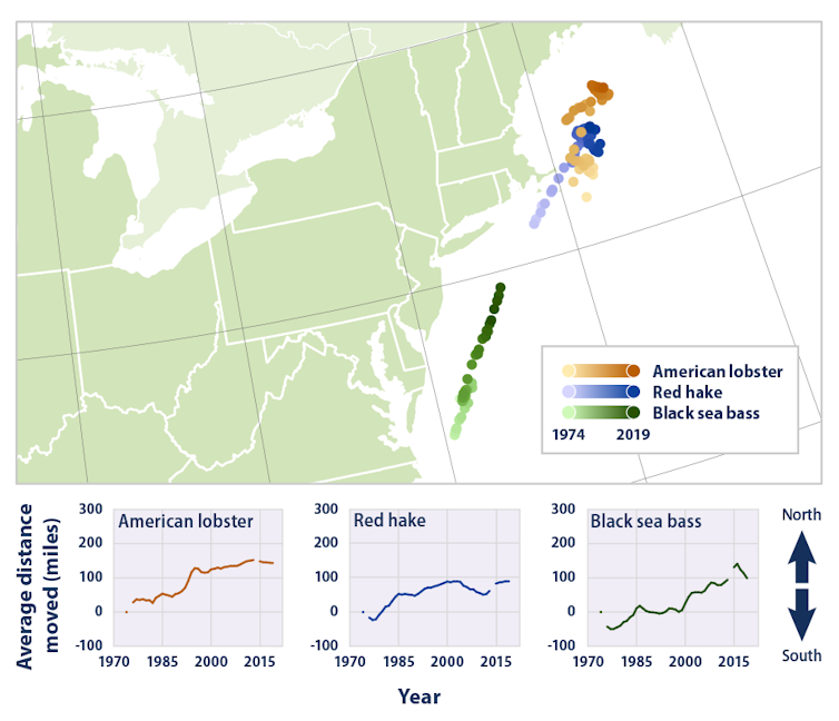 Map shows how the average locations of lobster, red hake and black sea bass changed over 45 year, 1974-2019. Smaller charts show each moving