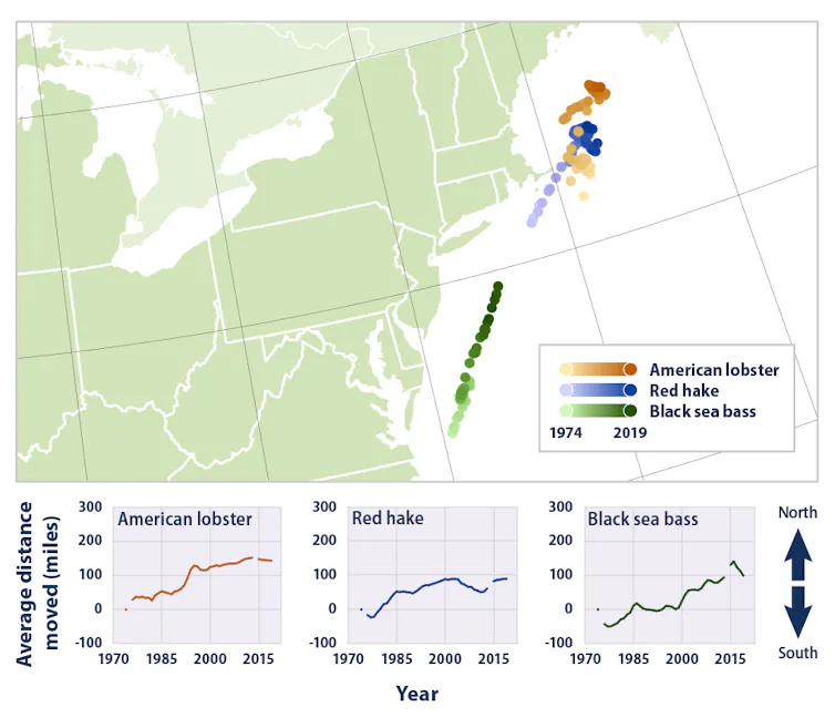 Map shows how the average locations of lobster, red hake and black sea bass changed over 45 year, 1974-2019. Smaller charts show each moving