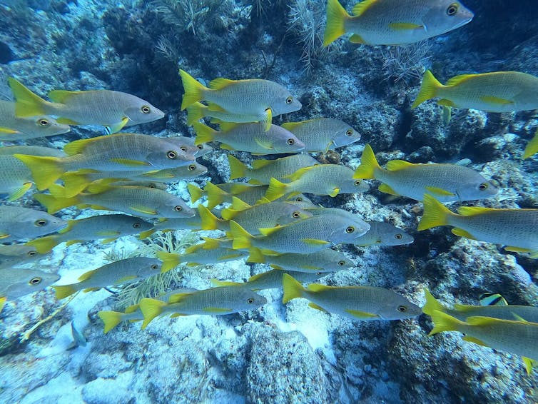 Un banco de peces con colas amarillas nada sobre un arrecife en julio de 2023.