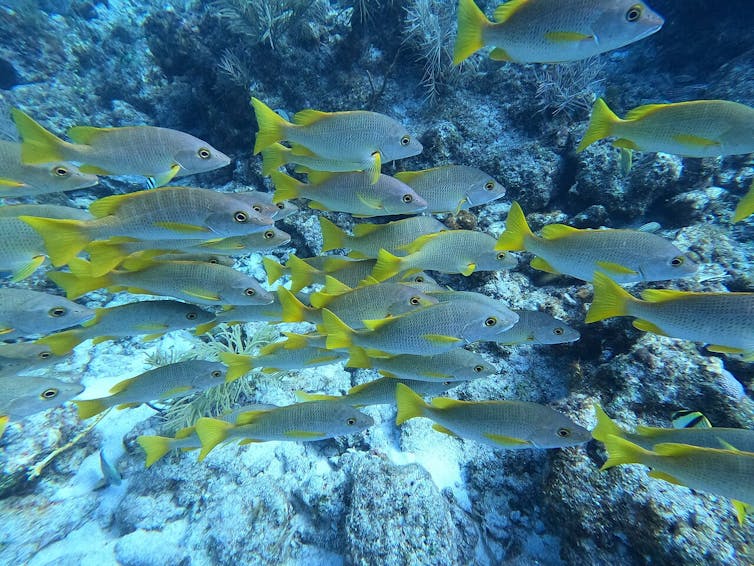 A school of fish with yellow tails swim over a reef in July 2023.