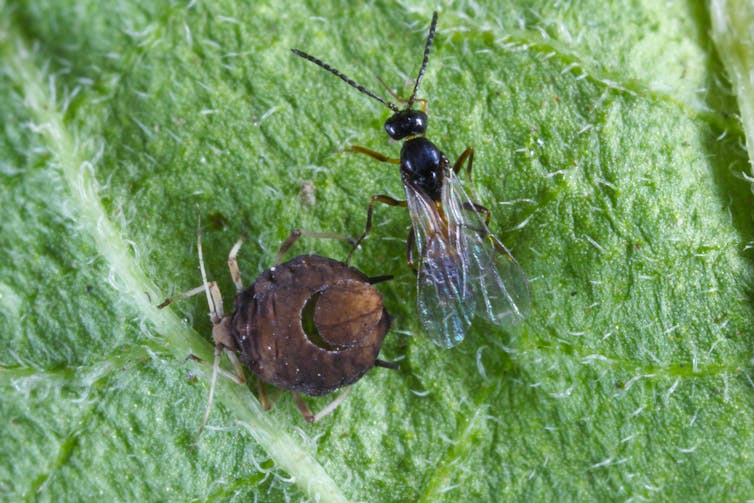 close up of an aphid, a round brown bug, and a parasitoid wasp on a leaf
