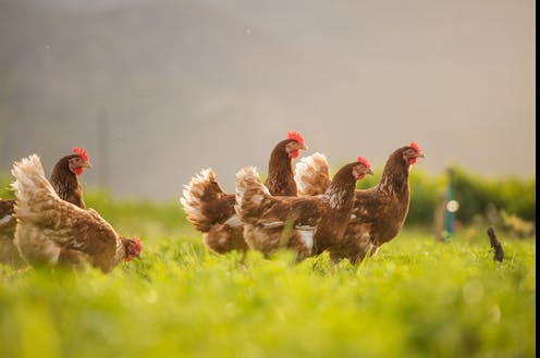 Bird flu is hitting Australian poultry farms, and the first human case has been reported in Victoria. Here’s what we know