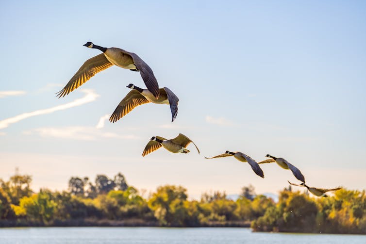 A flock of waterfowl flying above a body of water.