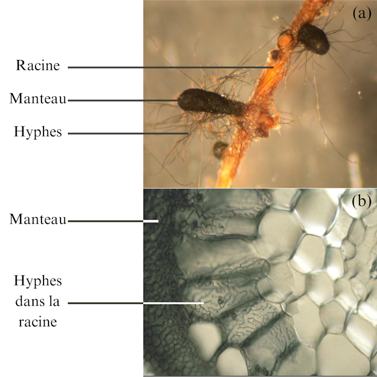 Photo d’une racine comportant un manteau d’hyphes, et photo en microscopie de la racine où l’on voit les cellules de la plante et les hyphes microscopiques