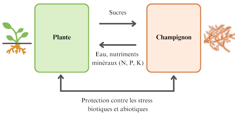 Schéma des échanges par les mycorhizes