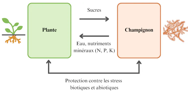 Schéma des échanges par les mycorhizes