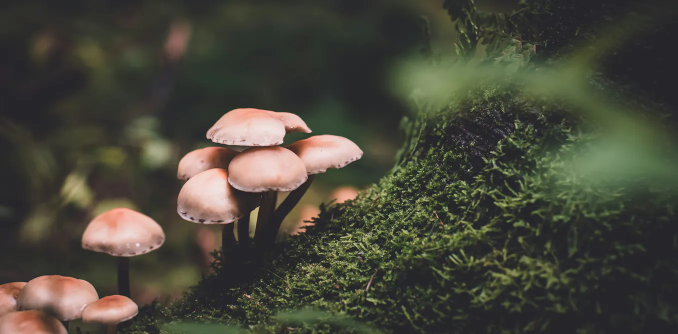 Quand les champignons et les plantes coopèrent : découvrez le mycobiote Quand les champignons et les plantes coopèrent : découvrez le mycobiote