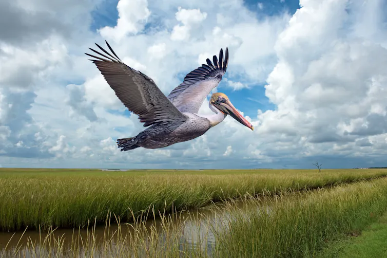 Pelican flies over marsh