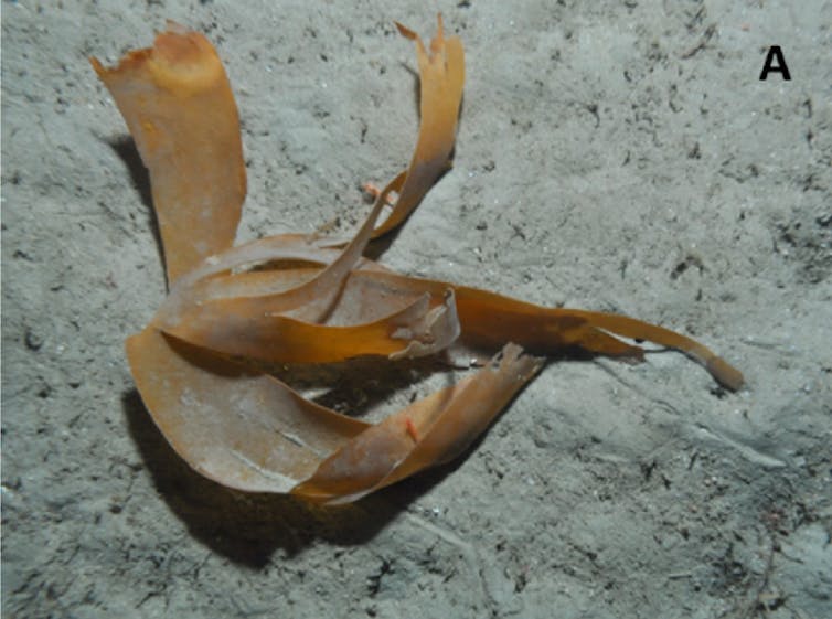 kelp on sea floor
