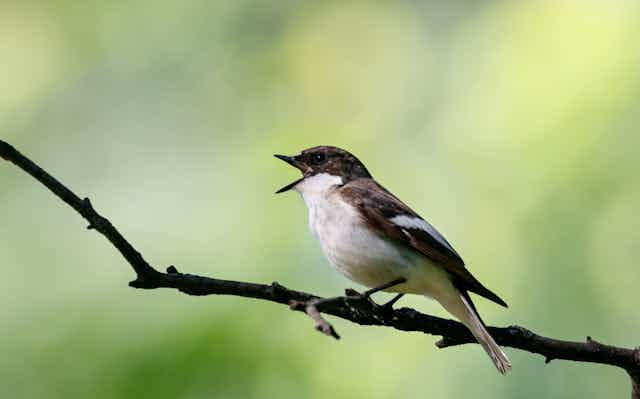 Bird open beaked sitting on twig