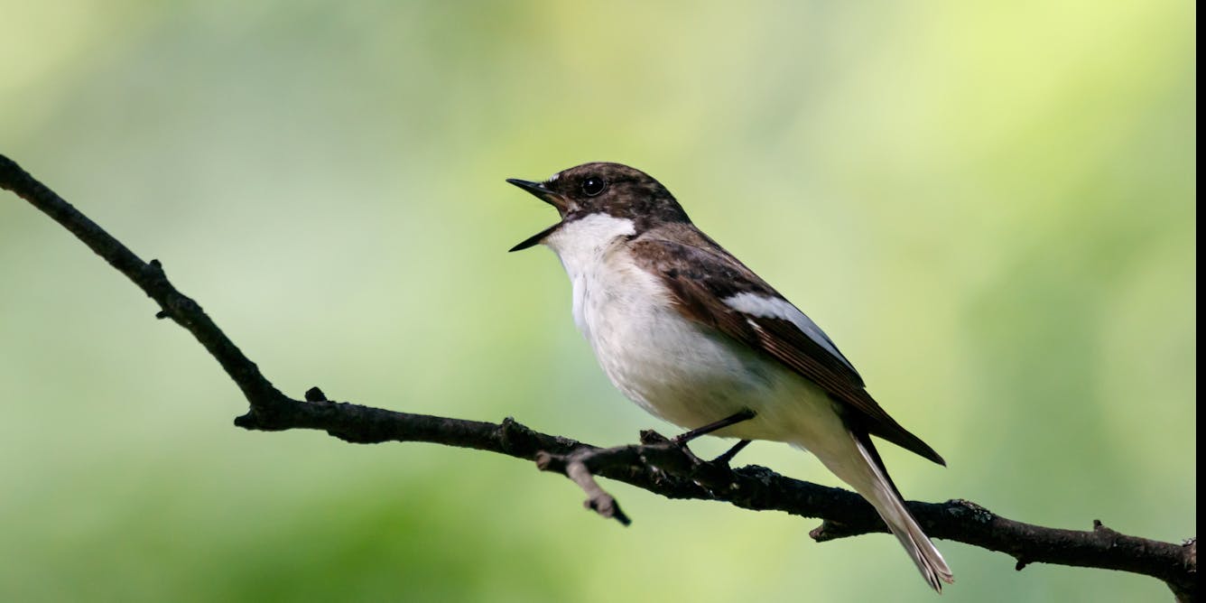 How genes shape birdsong, even when birds grow up far from home