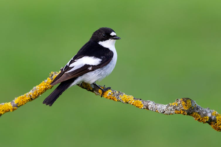 Small black and white bird sitting on a twig.