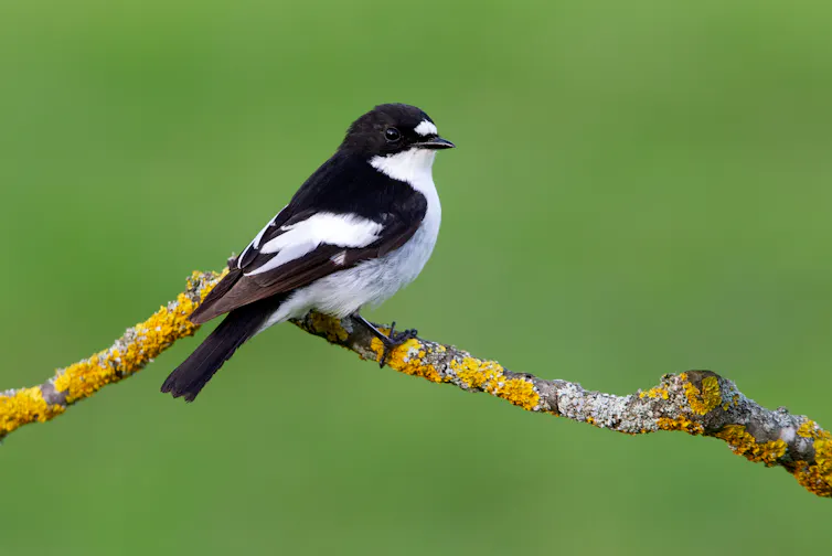 Petit oiseau noir et blanc assis sur une brindille