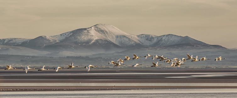Swans flying, mountain in background