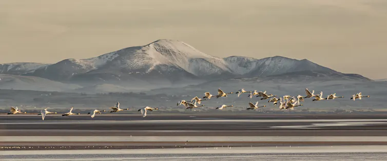 Swans flying, mountain in background