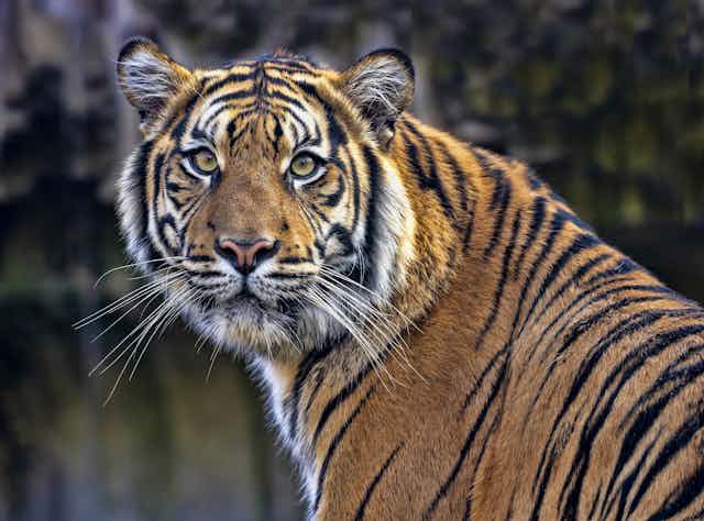 A female Sumatran tiger closely observes its surroundings.