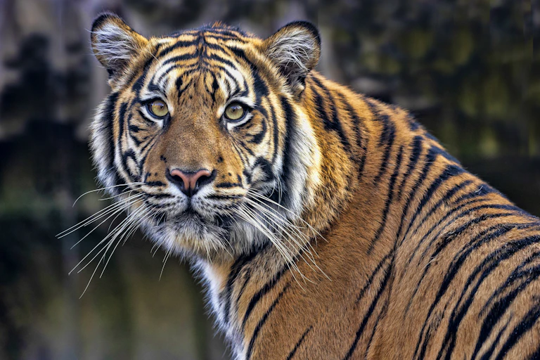 A female Sumatran tiger closely observes its surroundings.