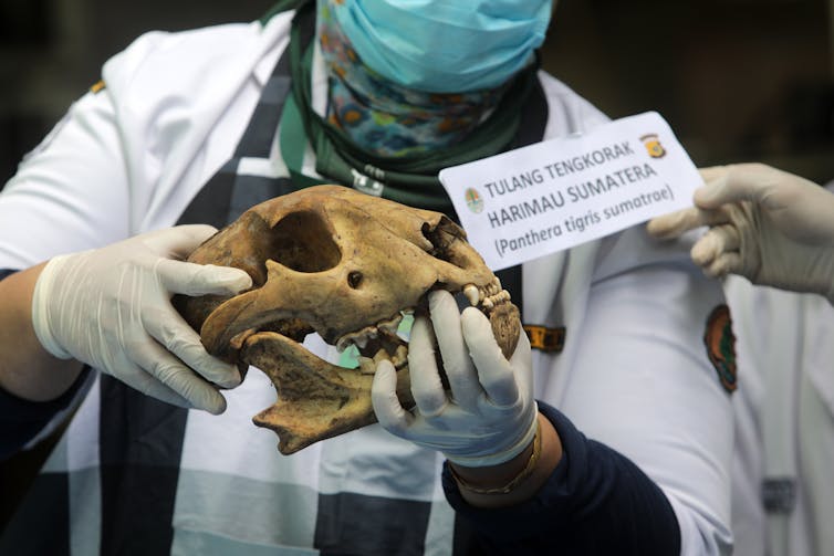 A vet displaying a Sumatran tiger skull.