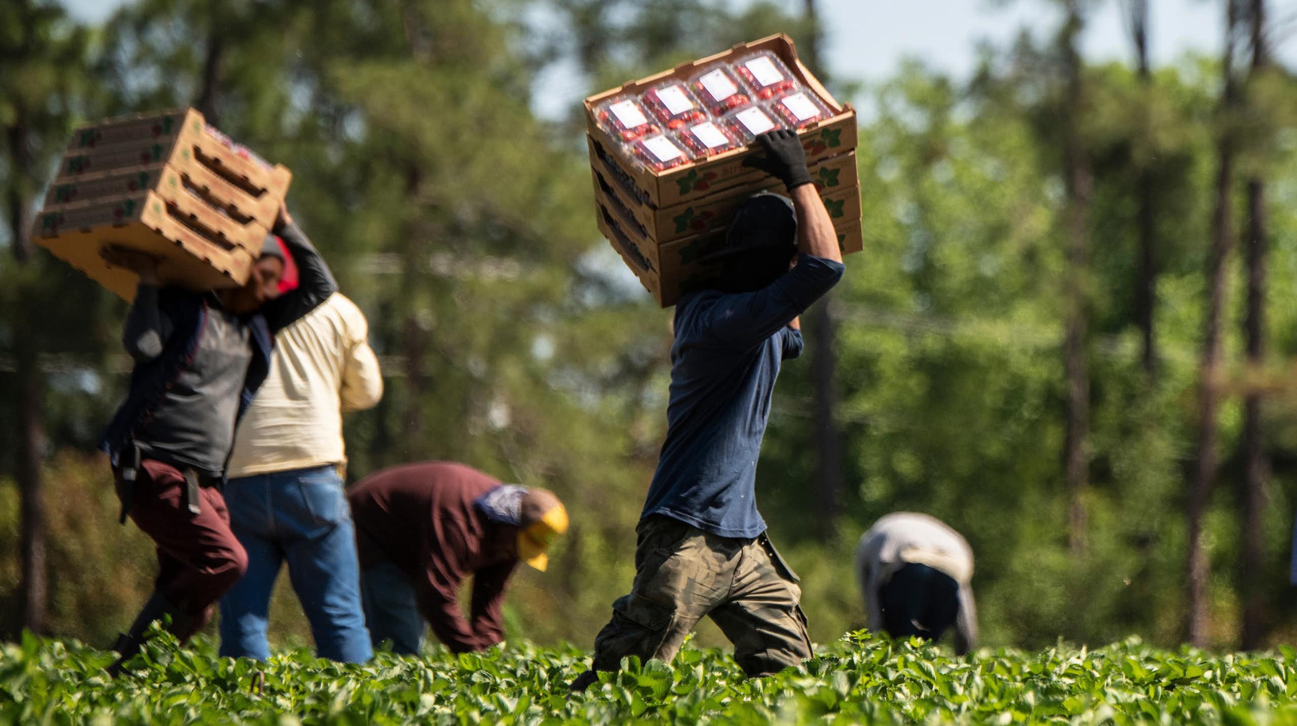 Farm workers carrying boxes of produce in a field.