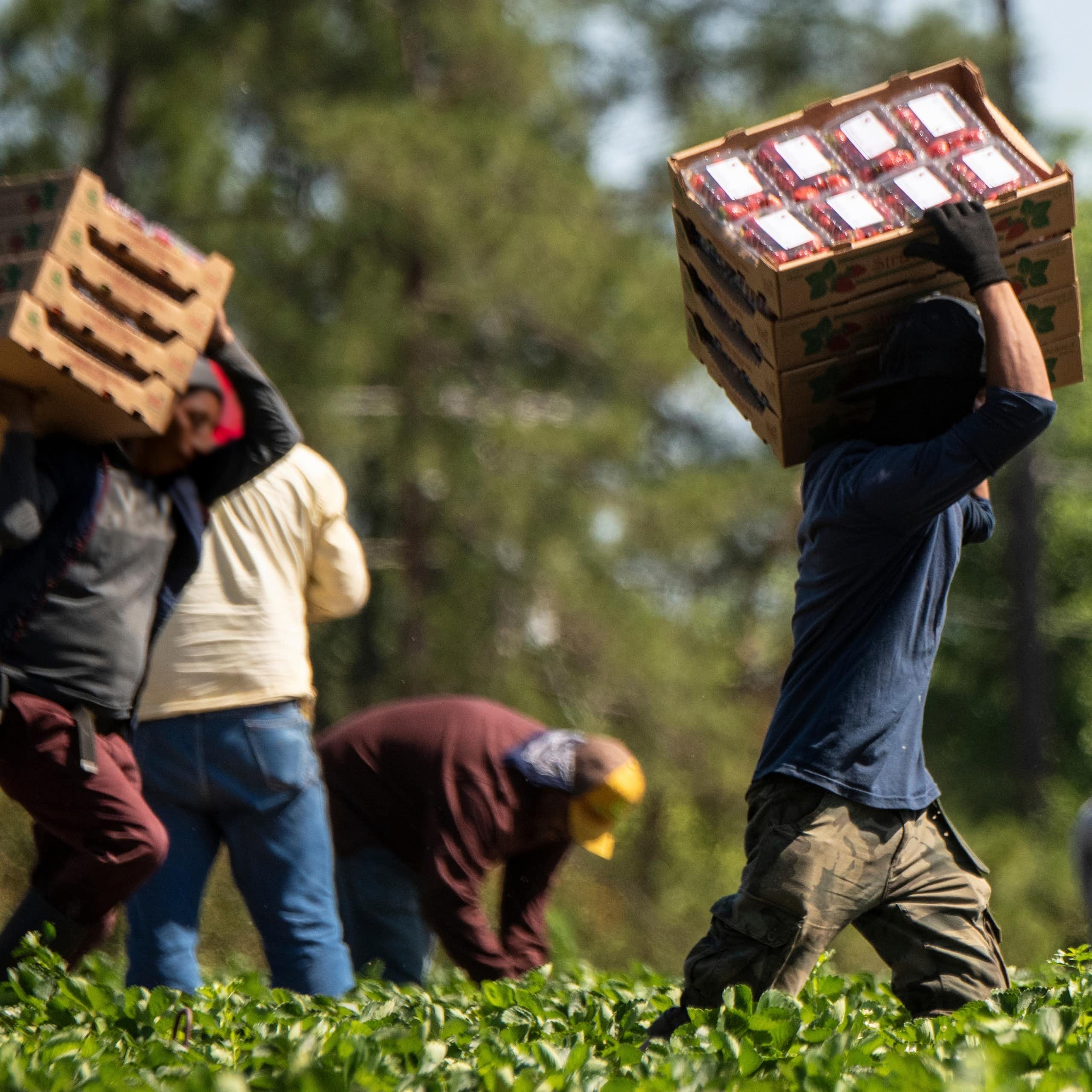 Farm workers carrying boxes of produce in a field.