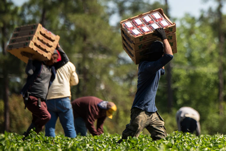 Farm workers carrying boxes of produce in a field.
