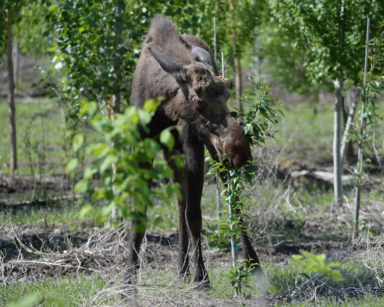 A moose walks among trees.