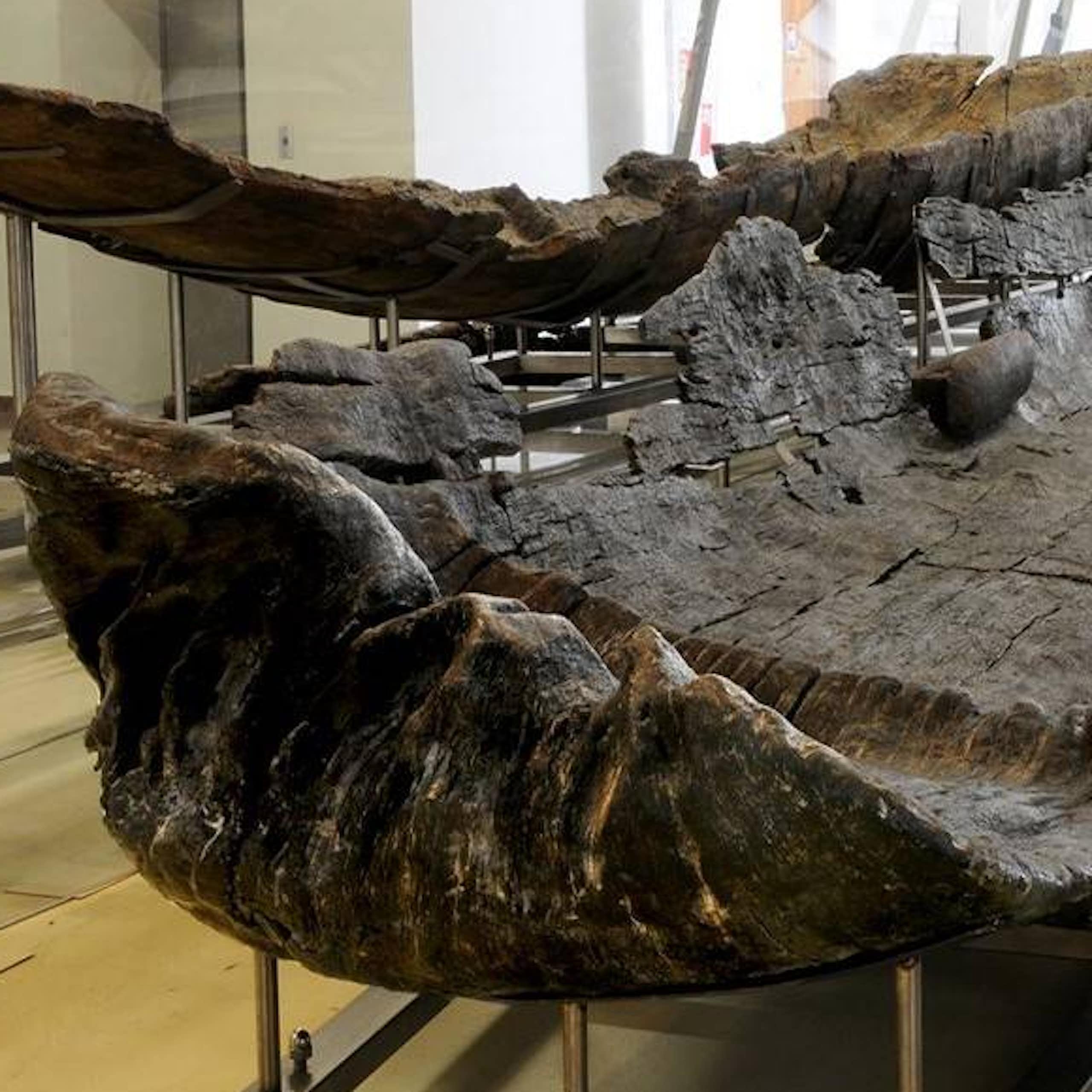 O mistério das canoas abandonadas perto de Roma há 7.000 anos