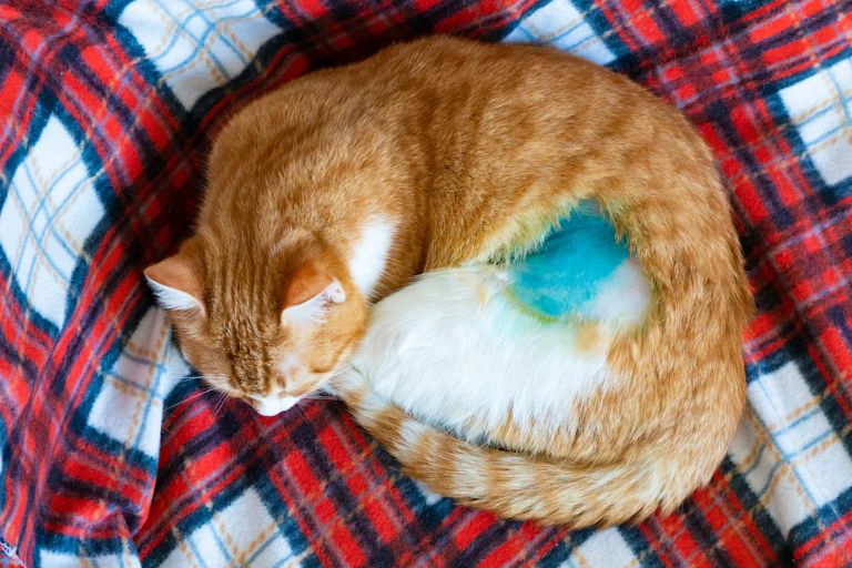 A cat sleeping after a sterilization operation