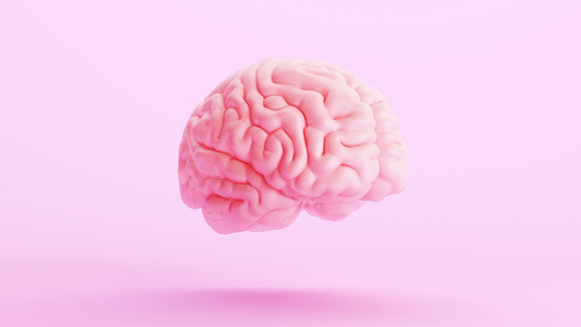 The human brain.