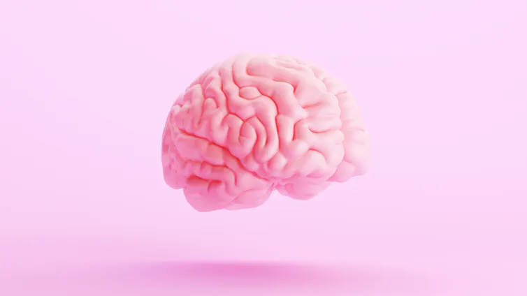 The human brain.