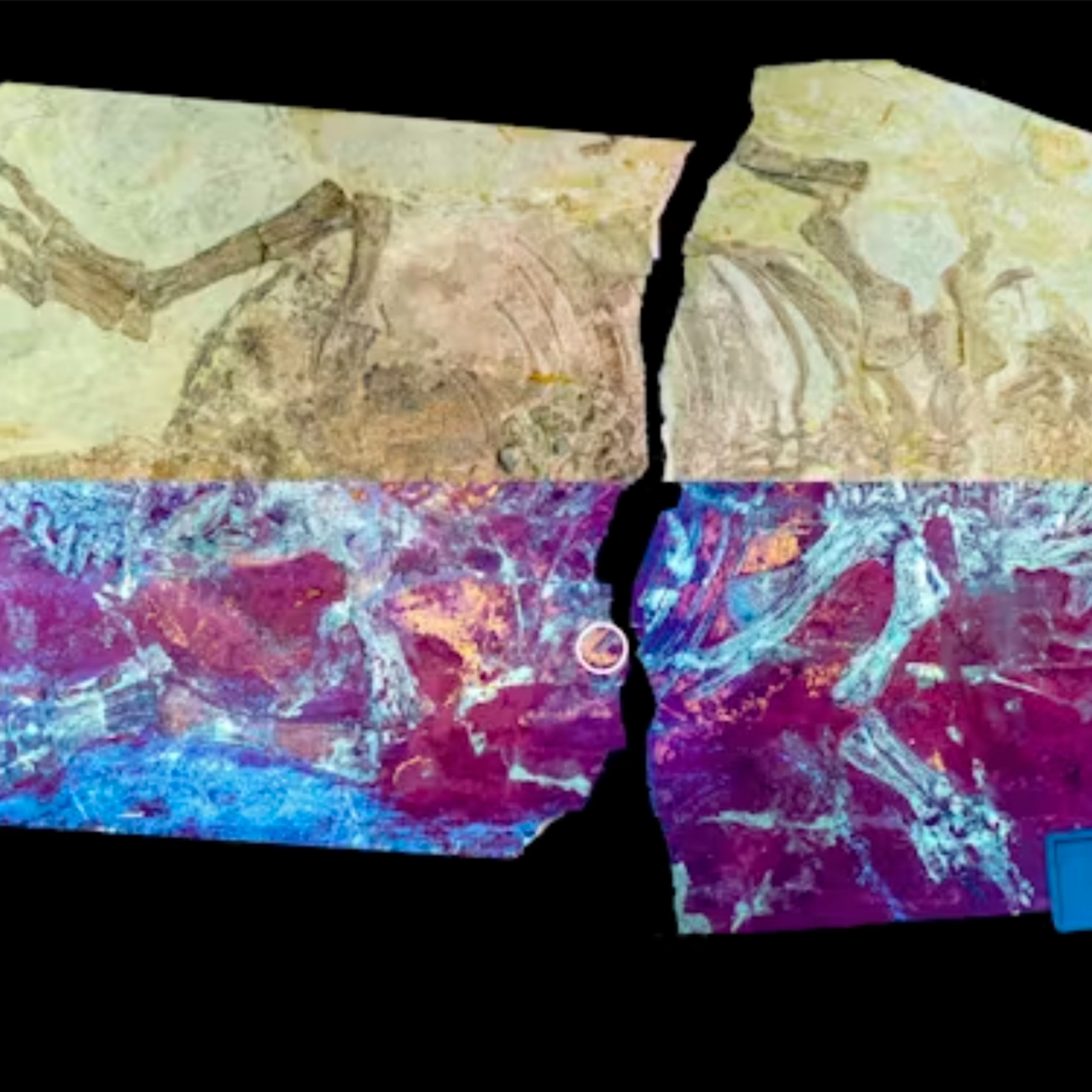 Novo fóssil nos deixa um passo mais perto de desvendar o mistério da evolução das penas