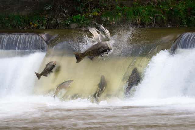 Salmon trying to swim up a dam