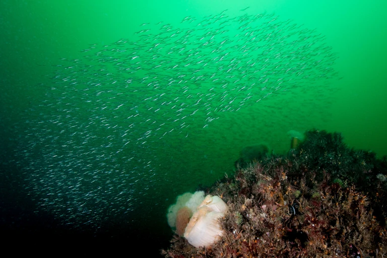 photo sous l'eau avec des poissons