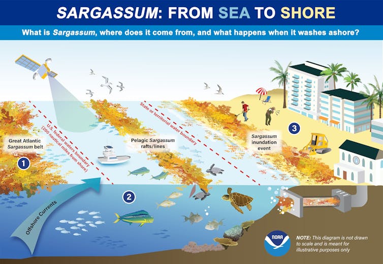 An illustration showing sargassum washed ashore and some of the problems it causes, including health impacts, inaccessible beaches, and clogged water intakes.